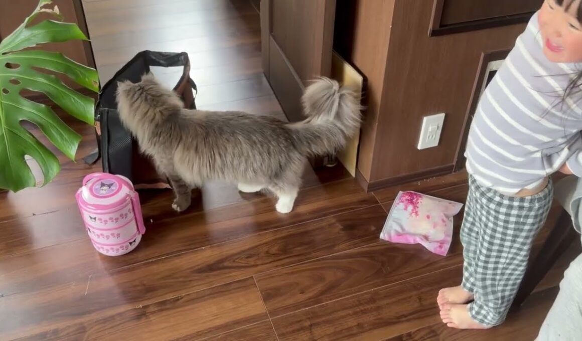 呼びかけによる反応で信頼度がわかる猫　サイベリアン