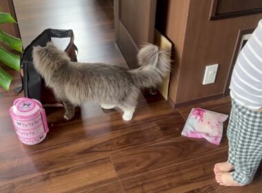 呼びかけによる反応で信頼度がわかる猫　サイベリアン