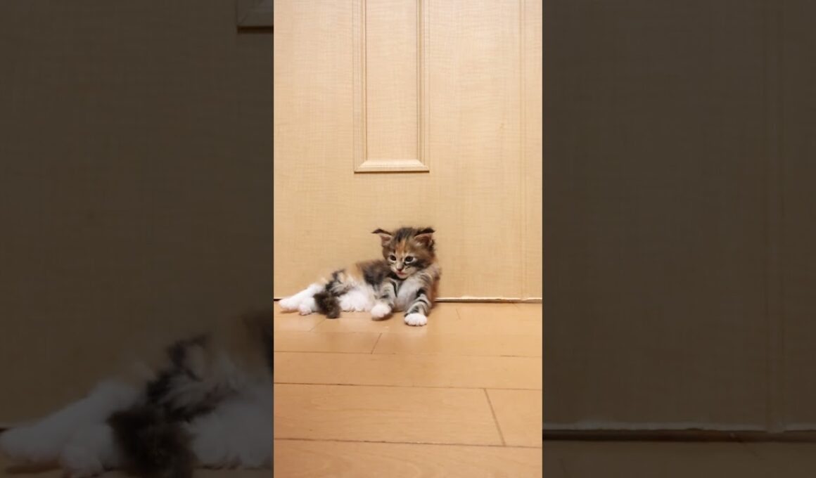 三毛の可愛いメインクーン柑奈（かんな）ちゃん