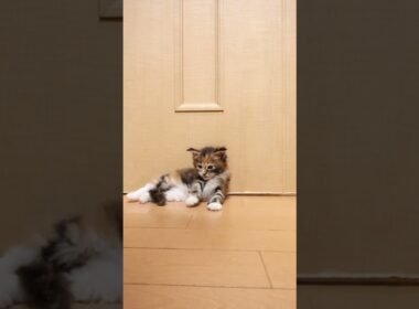 三毛の可愛いメインクーン柑奈（かんな）ちゃん