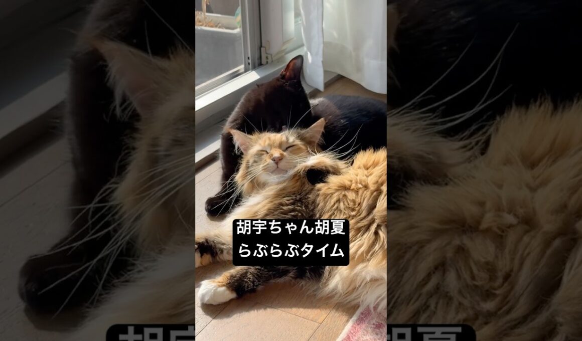 一応らぶらぶ #cat #猫のいる暮らし #ボンベイ #メインクーン