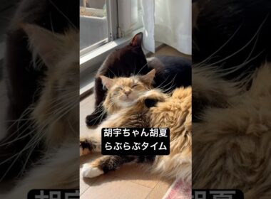 一応らぶらぶ #cat #猫のいる暮らし #ボンベイ #メインクーン