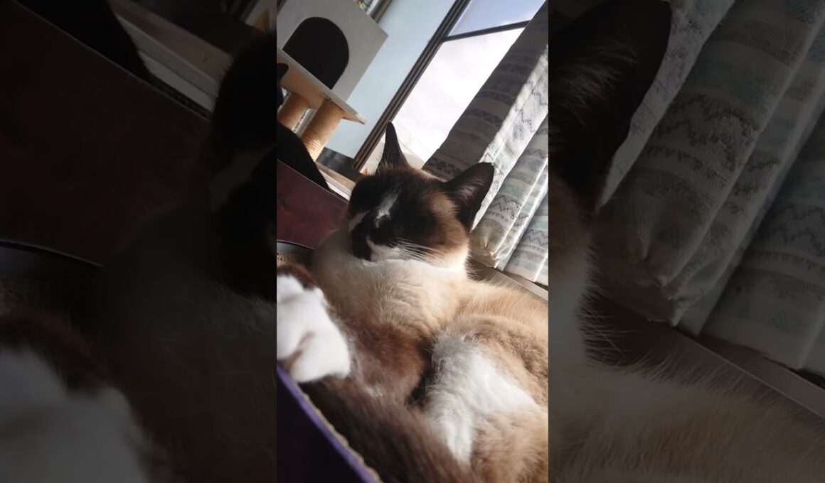 のんびり時間♪※誤字あり😅#猫 #ねこ #シャム猫 #黒猫 #Shorts