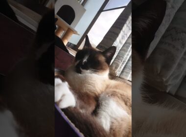 のんびり時間♪※誤字あり😅#猫 #ねこ #シャム猫 #黒猫 #Shorts