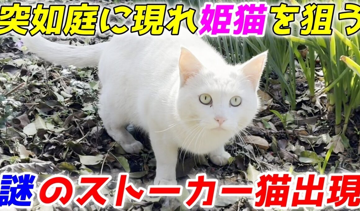 【まさかの展開】庭子猫ちゃんを狙う“謎のストーカー猫”が現れました！［三毛母猫の子猫］