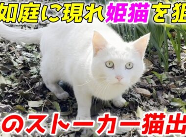 【まさかの展開】庭子猫ちゃんを狙う“謎のストーカー猫”が現れました！［三毛母猫の子猫］