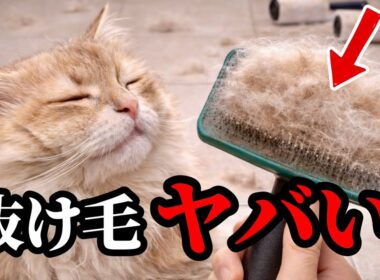 サイベリアンのブラッシングは大変？実際の抜け毛事情とコツを紹介