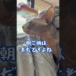 スフィンクス猫チャイと飼い主の朝の風景#shorts#cat #猫 #猫のいる暮らし #sphynx