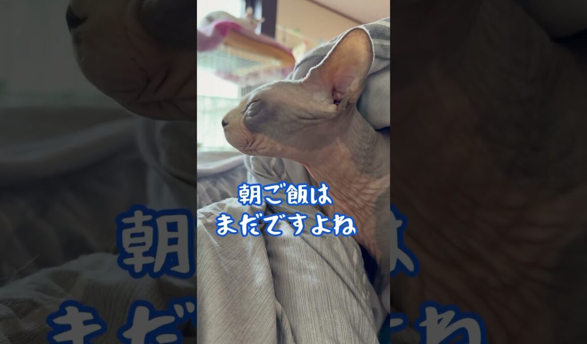 スフィンクス猫チャイと飼い主の朝の風景#shorts#cat #猫 #猫のいる暮らし #sphynx