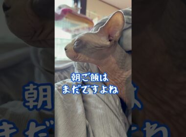 スフィンクス猫チャイと飼い主の朝の風景#shorts#cat #猫 #猫のいる暮らし #sphynx