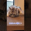 新しい爪とぎに喜ぶ大型猫メインクーン#short