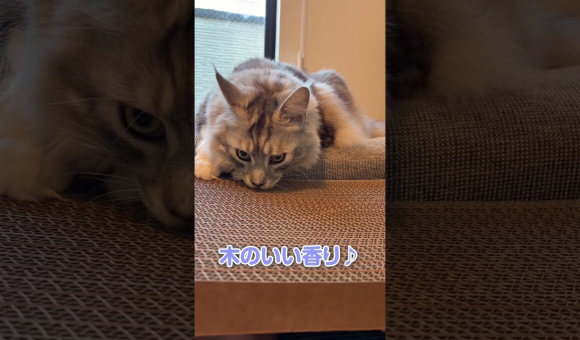 新しい爪とぎに喜ぶ大型猫メインクーン#short