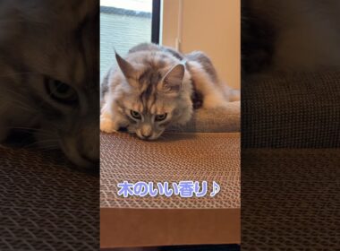新しい爪とぎに喜ぶ大型猫メインクーン#short
