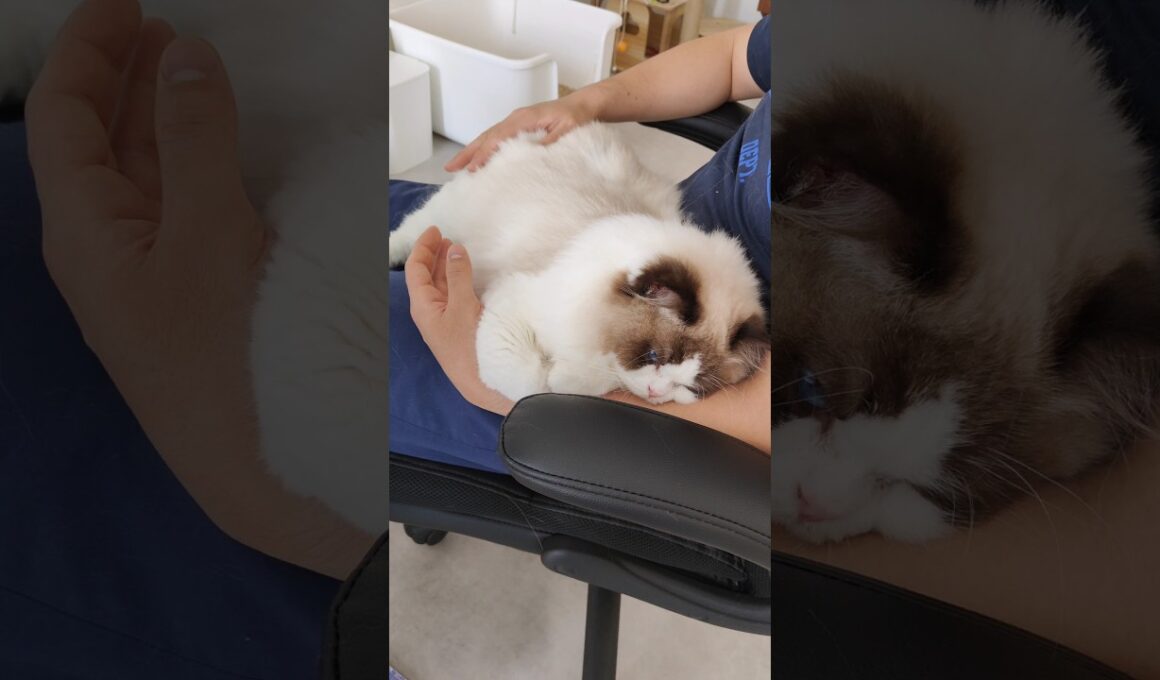 ご飯より抱っこ👶🏻 #shorts #猫 #もふもふ #ラグドール #甘えん坊猫 #猫のいる暮らし