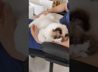 ご飯より抱っこ👶🏻 #shorts #猫 #もふもふ #ラグドール #甘えん坊猫 #猫のいる暮らし