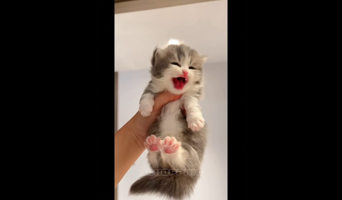 🥰🔥この子猫たちが可愛すぎる #cat #kitten #子猫 #meow