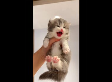 🥰🔥この子猫たちが可愛すぎる #cat #kitten #子猫 #meow