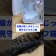 メインクーン族の絆 #猫のいる暮らし #メインクーン #ドライヤーハウス