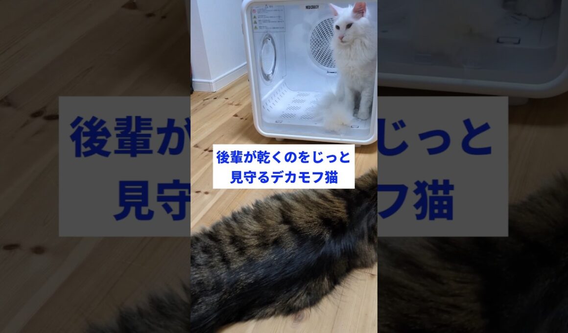 メインクーン族の絆 #猫のいる暮らし #メインクーン #ドライヤーハウス