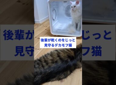 メインクーン族の絆 #猫のいる暮らし #メインクーン #ドライヤーハウス