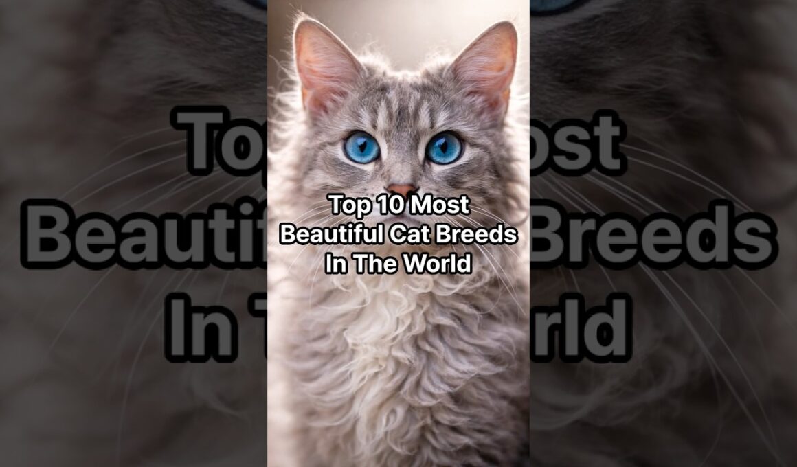 Top 10 Most Beautiful Cat Breeds In The World