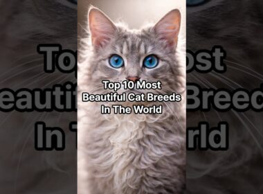 Top 10 Most Beautiful Cat Breeds In The World