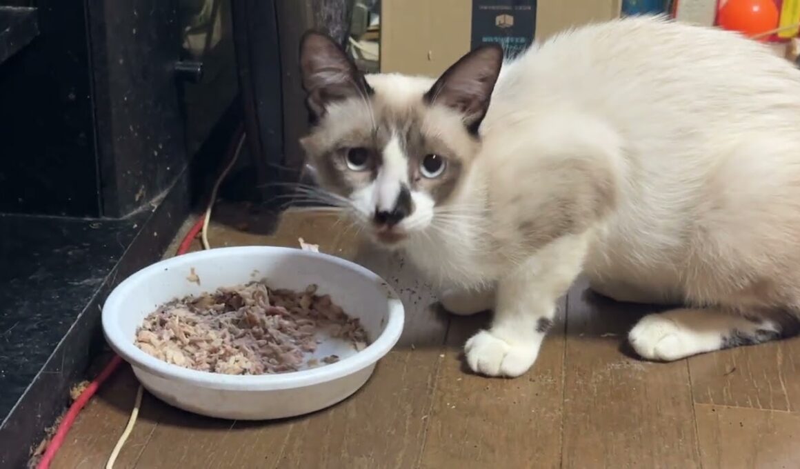 シャム猫のパンダ「サバ缶、美味いぜ」