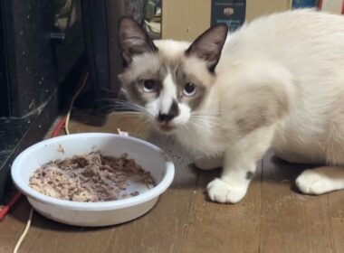 シャム猫のパンダ「サバ缶、美味いぜ」