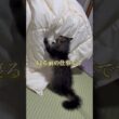 ふみふみ職人の本気 #cat #猫のいる暮らし #スクーカム #猫 #shorts
