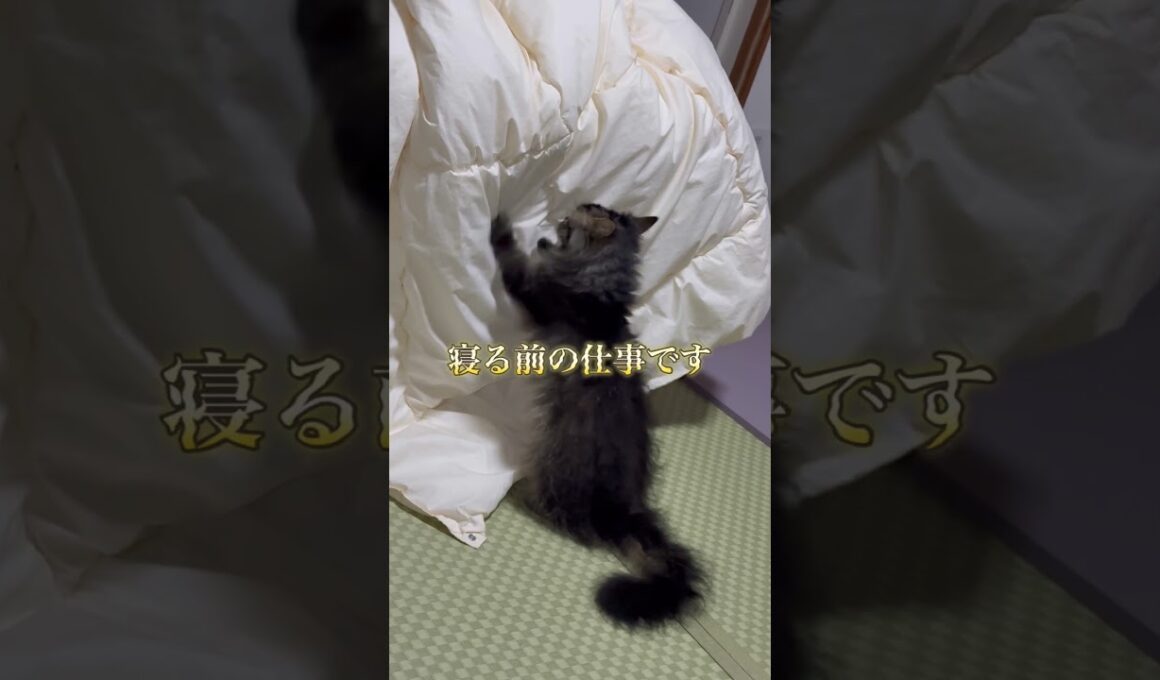 ふみふみ職人の本気 #cat #猫のいる暮らし #スクーカム #猫 #shorts