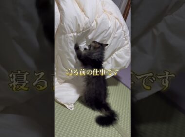 ふみふみ職人の本気 #cat #猫のいる暮らし #スクーカム #猫 #shorts