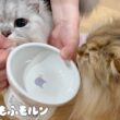 猫が集まる春アイテムを買ってみました 【サイベリアン】