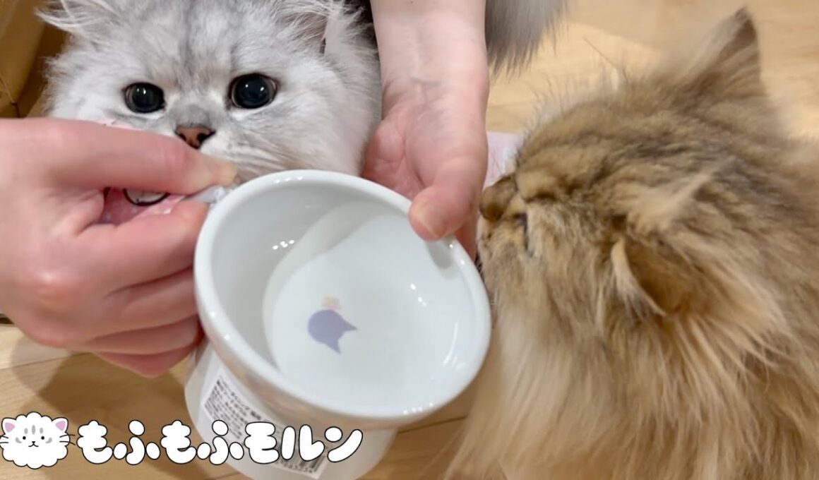 猫が集まる春アイテムを買ってみました 【サイベリアン】