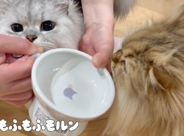 猫が集まる春アイテムを買ってみました 【サイベリアン】