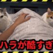 深夜のネコハラが酷すぎてもう限界です…