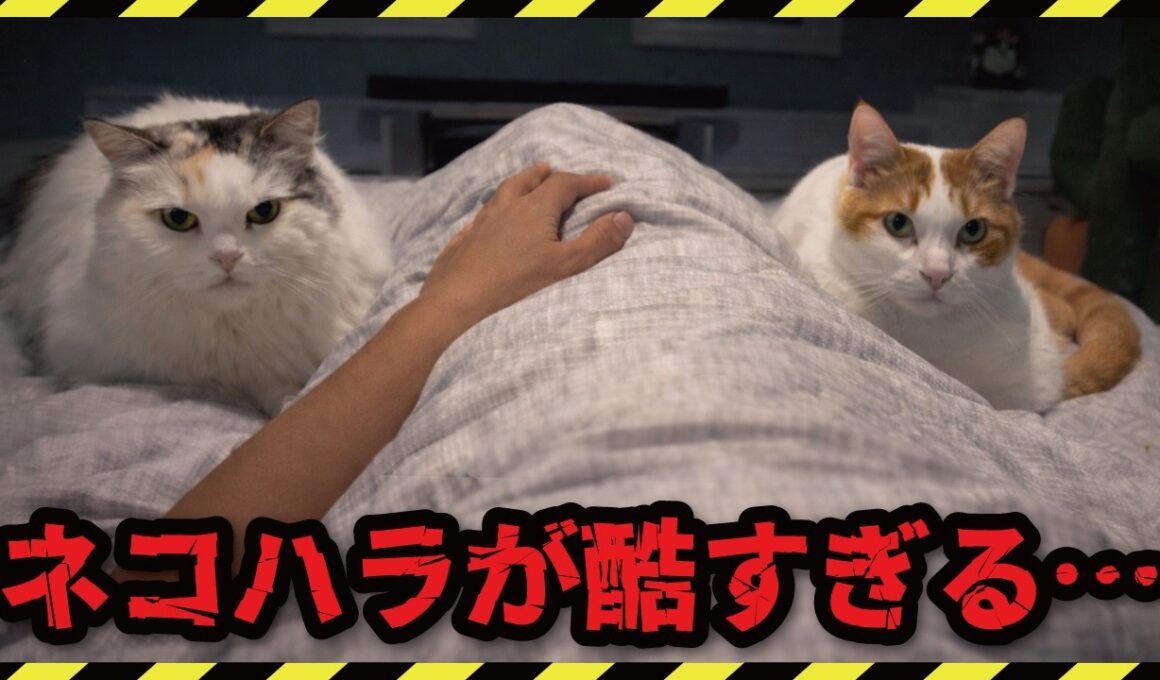 深夜のネコハラが酷すぎてもう限界です…