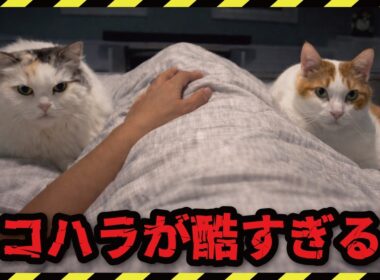 深夜のネコハラが酷すぎてもう限界です…