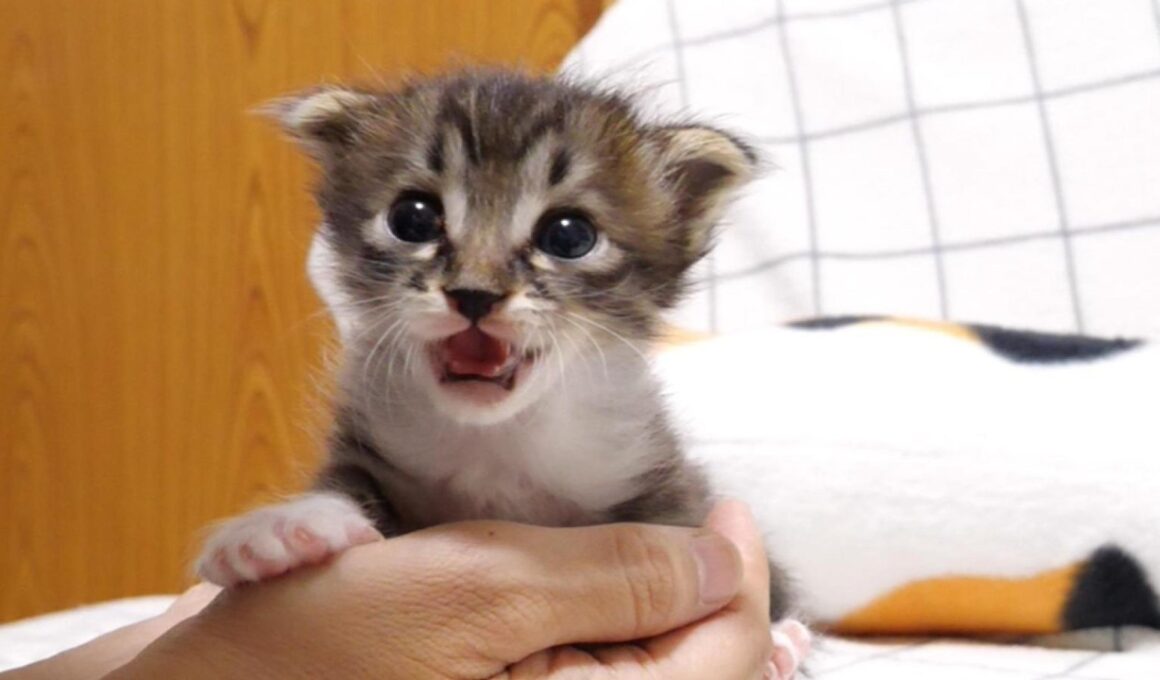 ミルク、ミルクとカワイイ鳴き声で赤ちゃん子猫がママにおねだりすると？【赤ちゃん猫　保護猫】