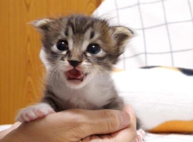 ミルク、ミルクとカワイイ鳴き声で赤ちゃん子猫がママにおねだりすると？【赤ちゃん猫　保護猫】