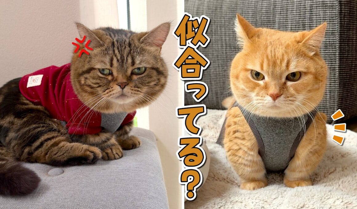 愛猫に服を着せたらプロレスラーとヤンキーみたいになっちゃいましたw