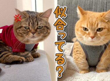 愛猫に服を着せたらプロレスラーとヤンキーみたいになっちゃいましたw