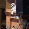 シャム猫のパンダ「ちょっとだけよ」