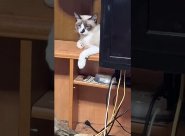 シャム猫のパンダ「ちょっとだけよ」