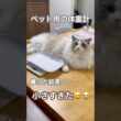 ペット用の体重計を買った結果・・・小さすぎました😅😭😅#ラグドール #猫好きさんと繋がりたい #猫のいる暮らし #ねこ動画