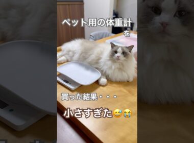 ペット用の体重計を買った結果・・・小さすぎました😅😭😅#ラグドール #猫好きさんと繋がりたい #猫のいる暮らし #ねこ動画