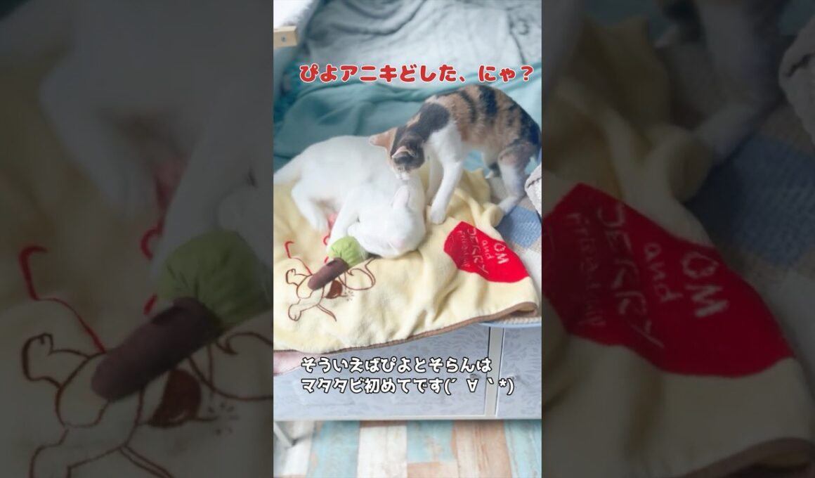 保護子猫ぴよ＆そらん172（初めてのマタタビでした） #保護猫 #猫 #cat #kitten #子猫 #猫部