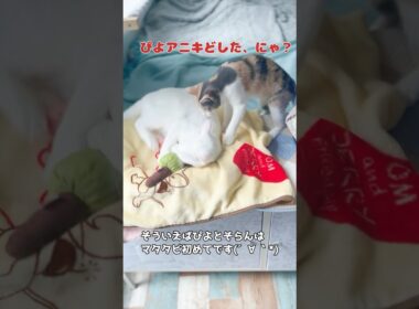 保護子猫ぴよ＆そらん172（初めてのマタタビでした） #保護猫 #猫 #cat #kitten #子猫 #猫部