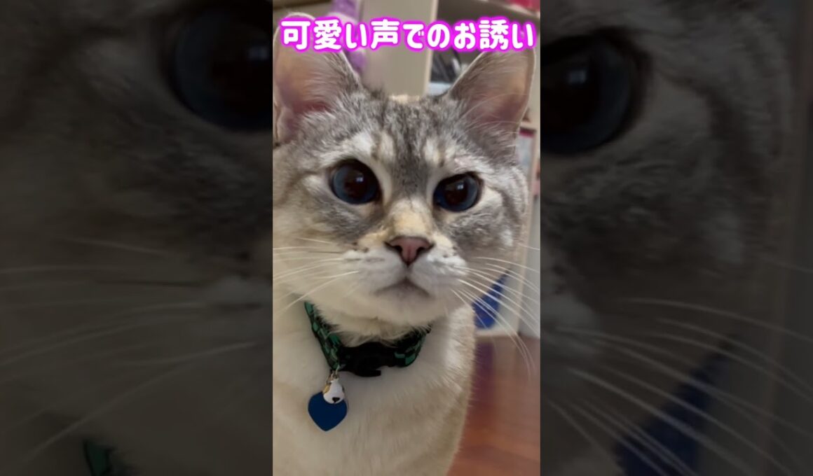 可愛い声でのお誘い