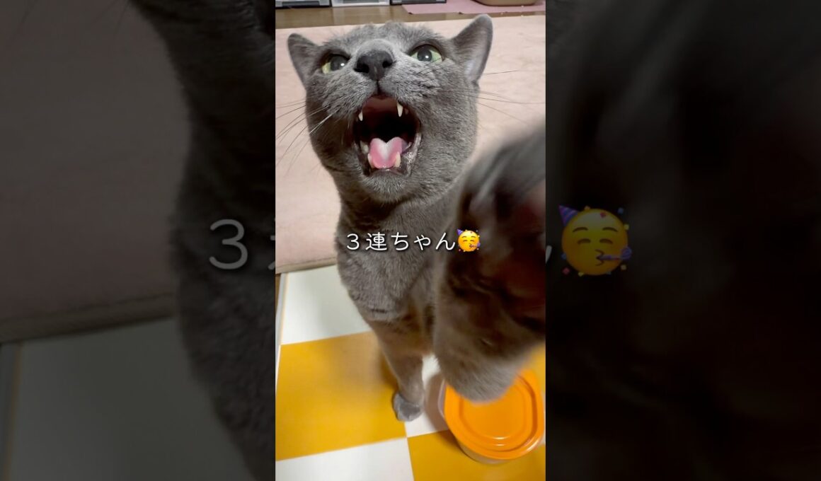 【ロシアンブルー】日曜日のめろんです🥰珍しく動きますよ🤭【猫】#shorts
