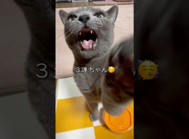 【ロシアンブルー】日曜日のめろんです🥰珍しく動きますよ🤭【猫】#shorts